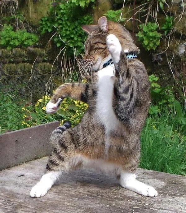 dancing cat