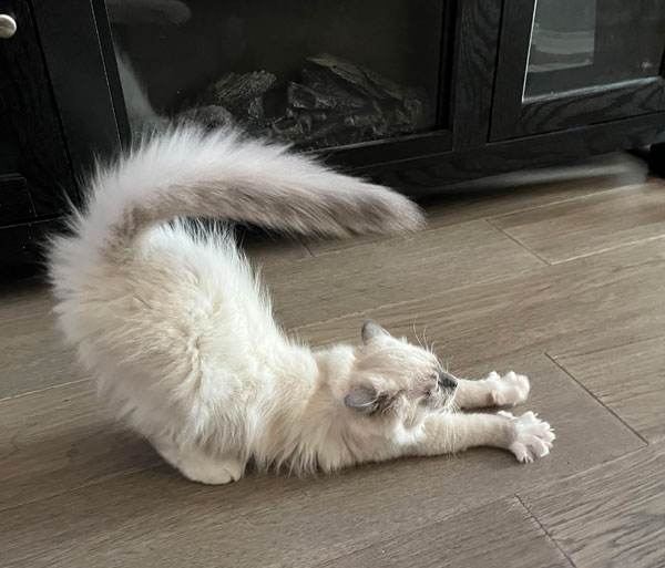 cat stretching