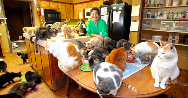 kitchen full of cats