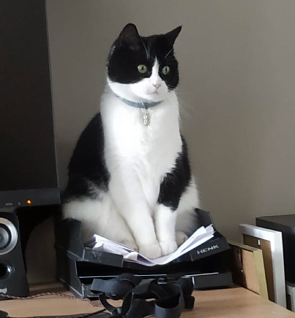 fat black and white cat