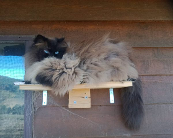 fluffy cat gray