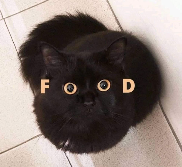 cat with food in his eyes