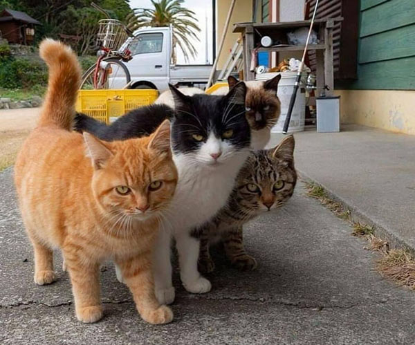 gang of cats