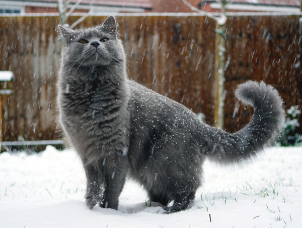 gray cat in snow storm