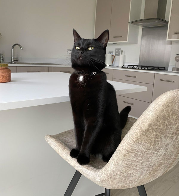 black cat on chair