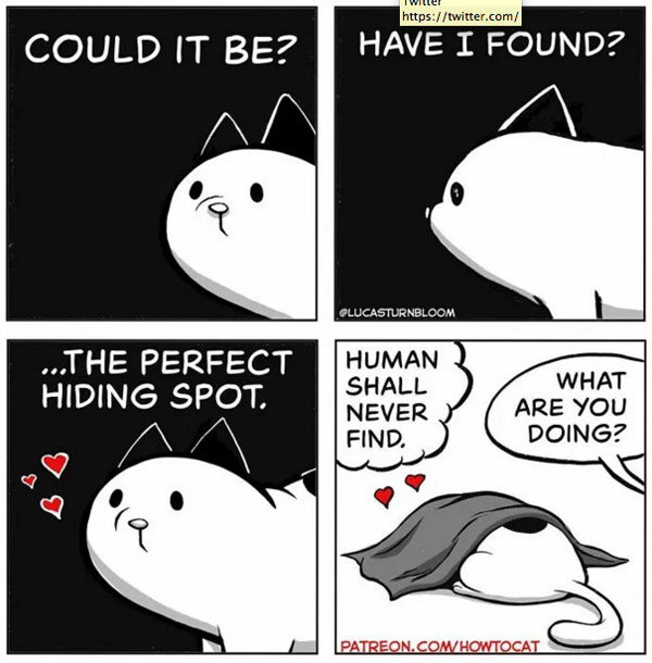 hiding cat comic