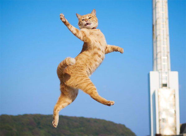 jumping orange cat