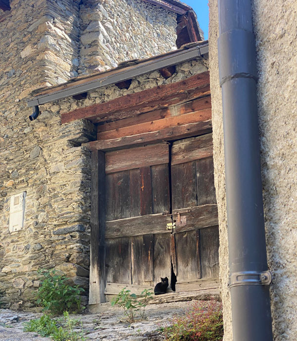 kitten in front of ancient barn