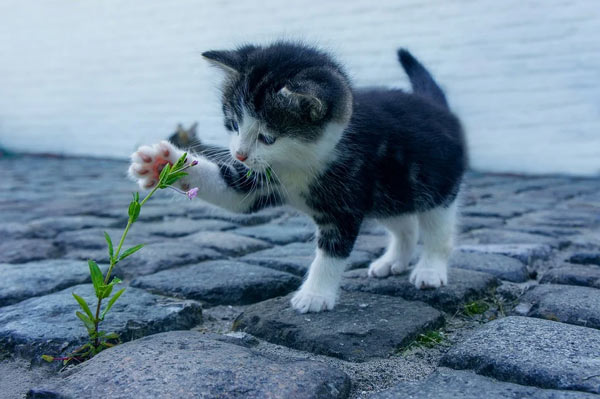 kitten and flower