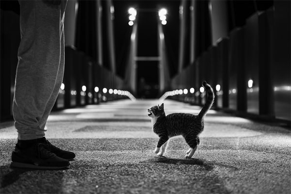 kitten on a bridge