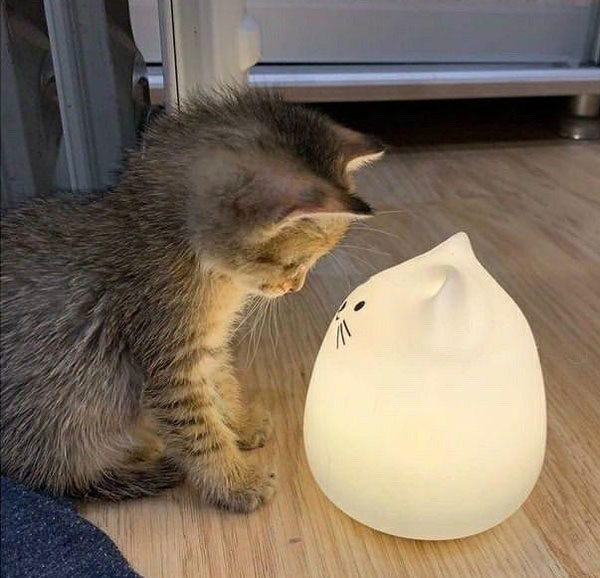 kitten stares at cat-shaped lamp
