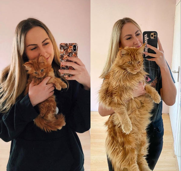 kitten to adult cat