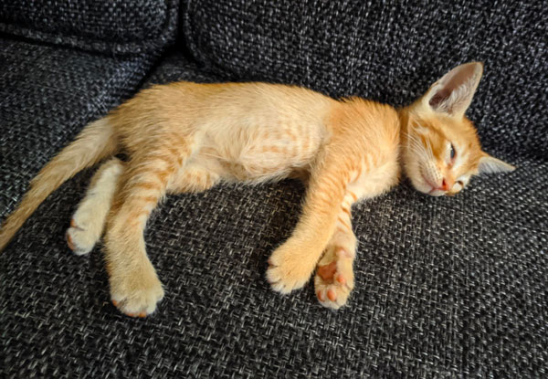 kitten with big ears