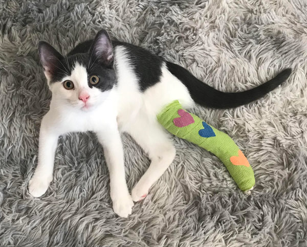 kitten with broken leg