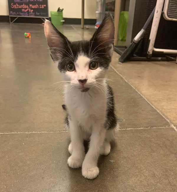 kitten with large ears