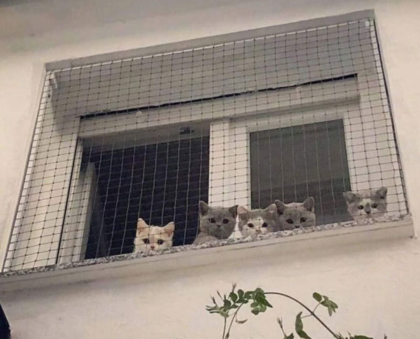 kittens behind wire