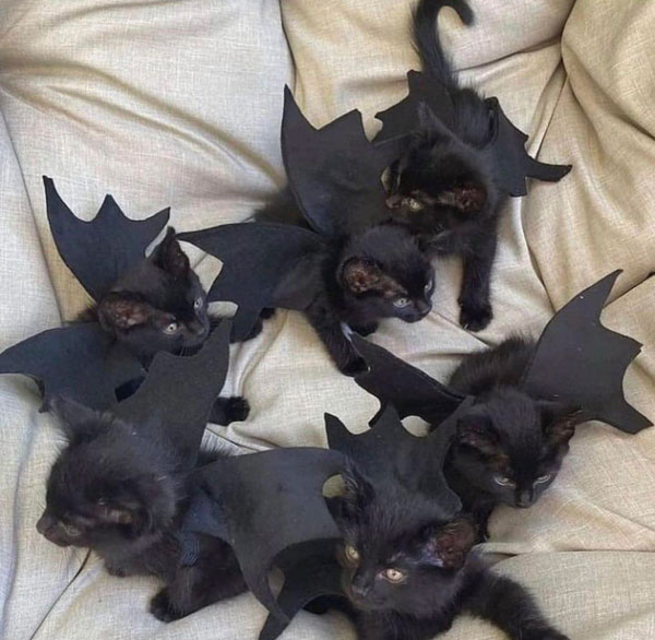 black kittens with bat wings