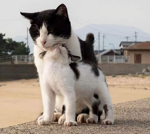mom cat and kitten