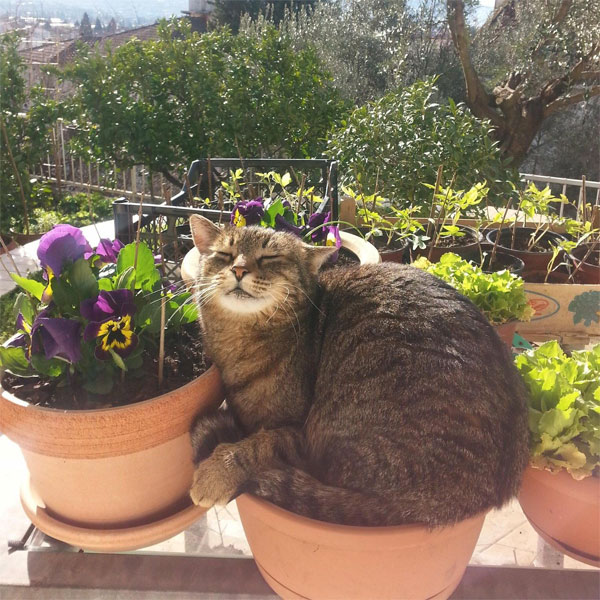 cat in flower pot