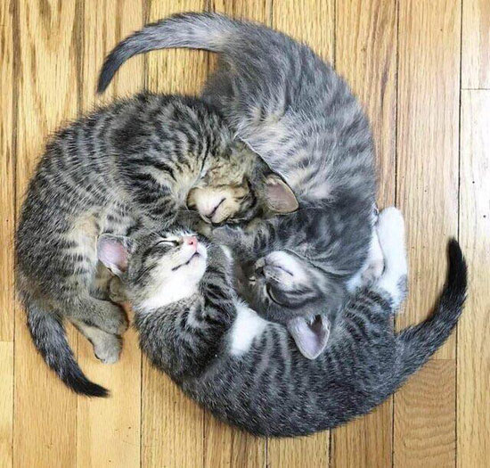 three kittnes in a circle