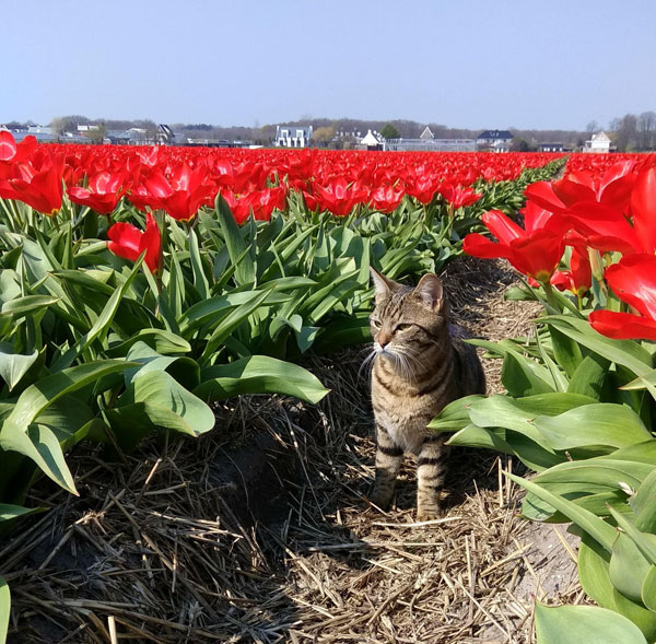 cat in tulip field