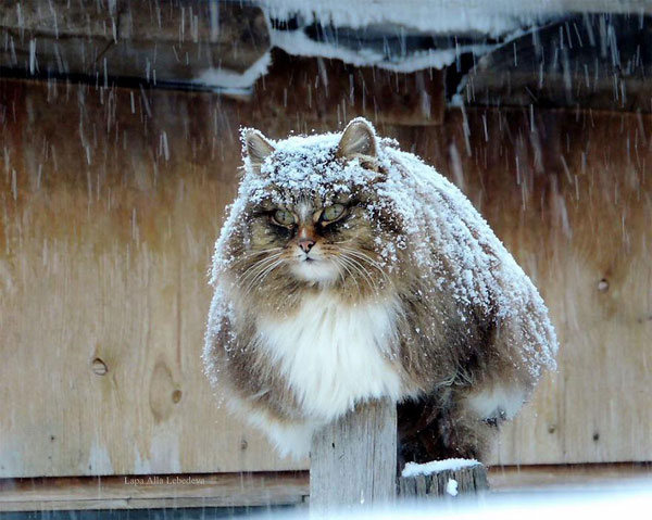 snow covered cat