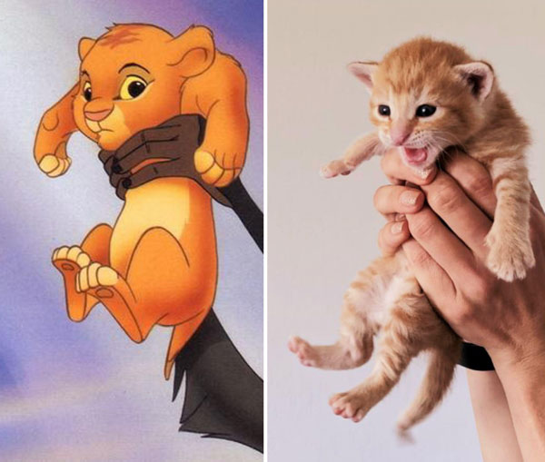 simba and real cat