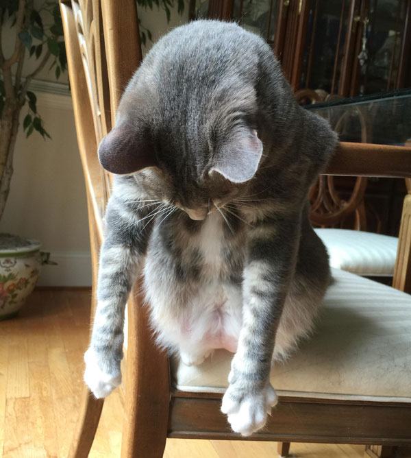 cat sleeping on arm of chair