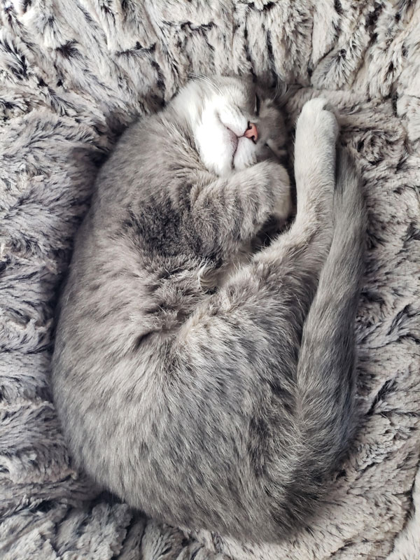 sleeping gray kitty