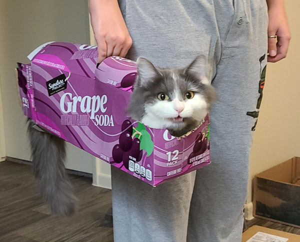 cat in soda  container