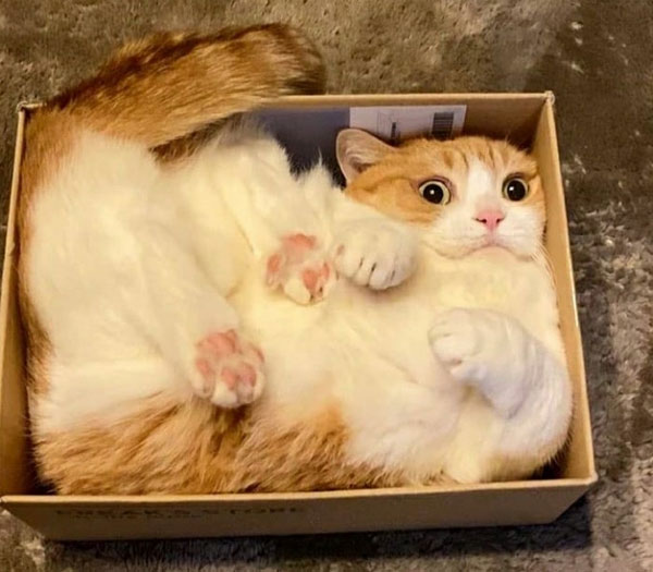 cat in box