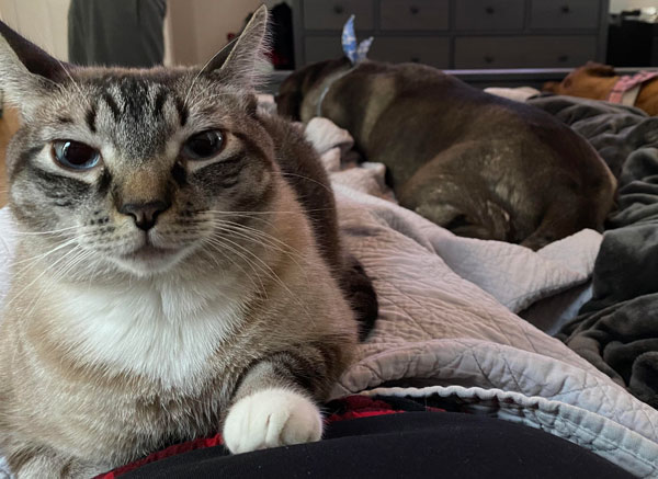 cat and dog in bed