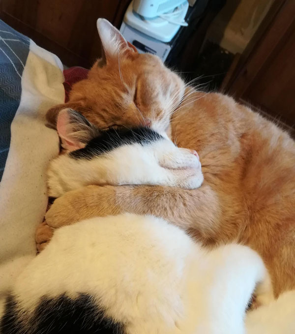 two cats cuddling