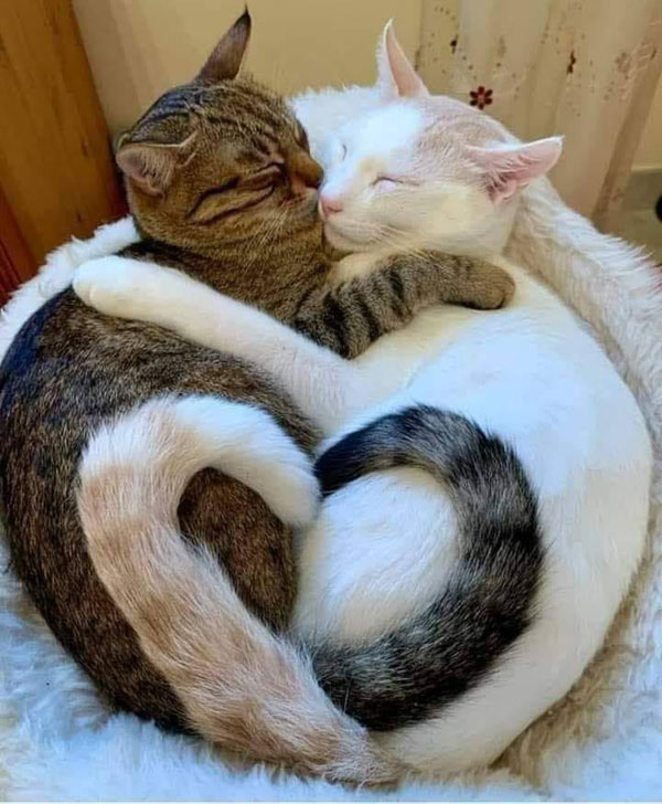 two cats entwined