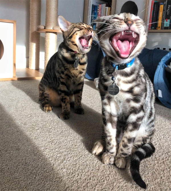two cats yelling