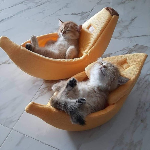 two kittens sleeping