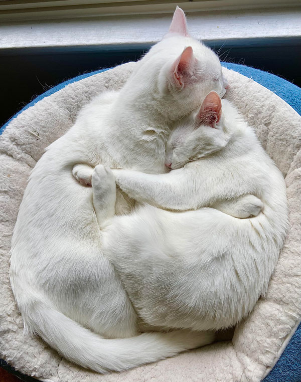 two white cats hugging