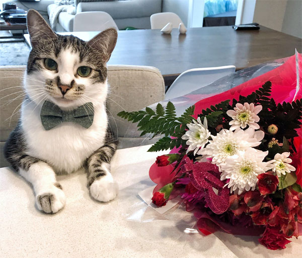 valentine's day cat