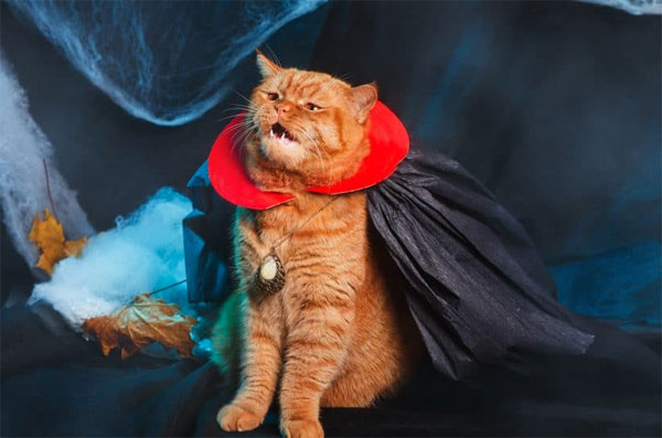 vampire cat haloween 