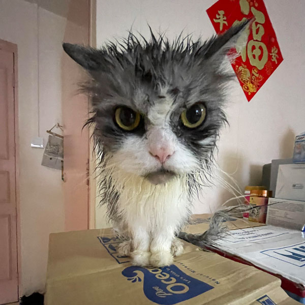 wet angry cat