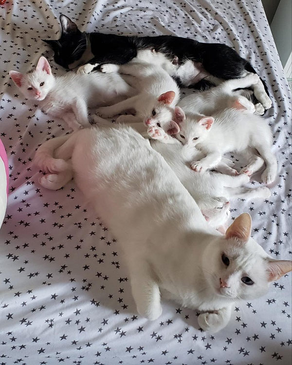 group of sleeping kittens