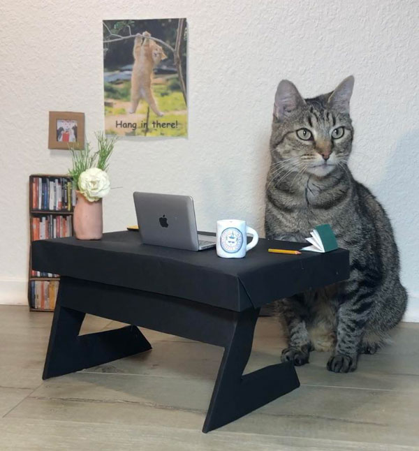 work at home cat