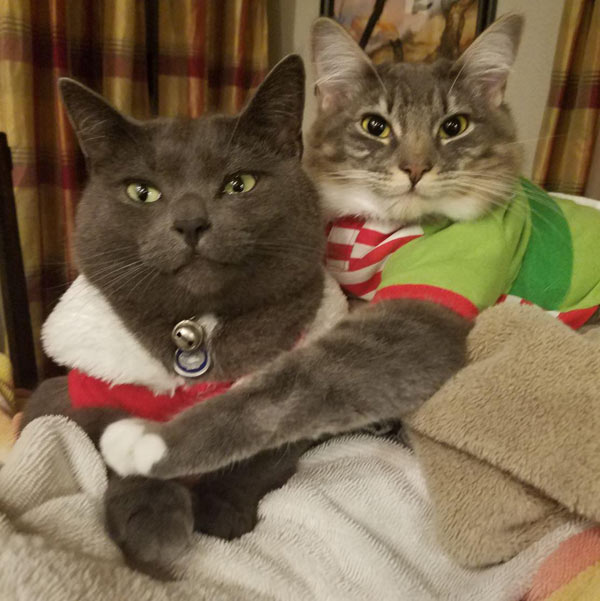 cat with tiny xmas tree