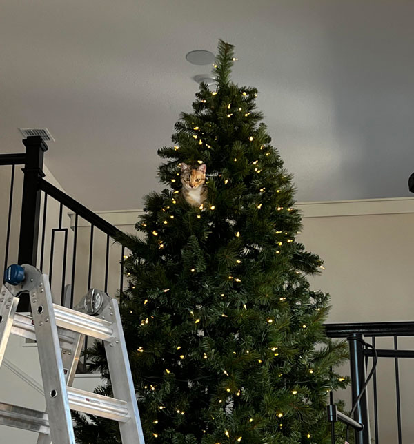 cat in Xmas tree