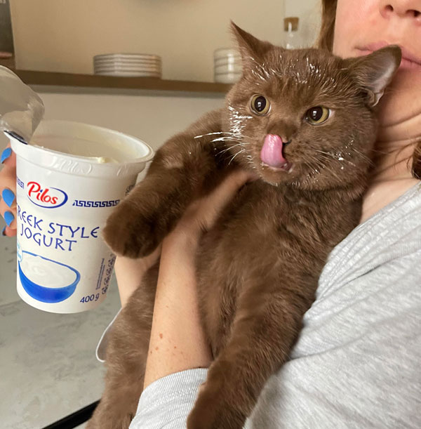 cat eating yogurt