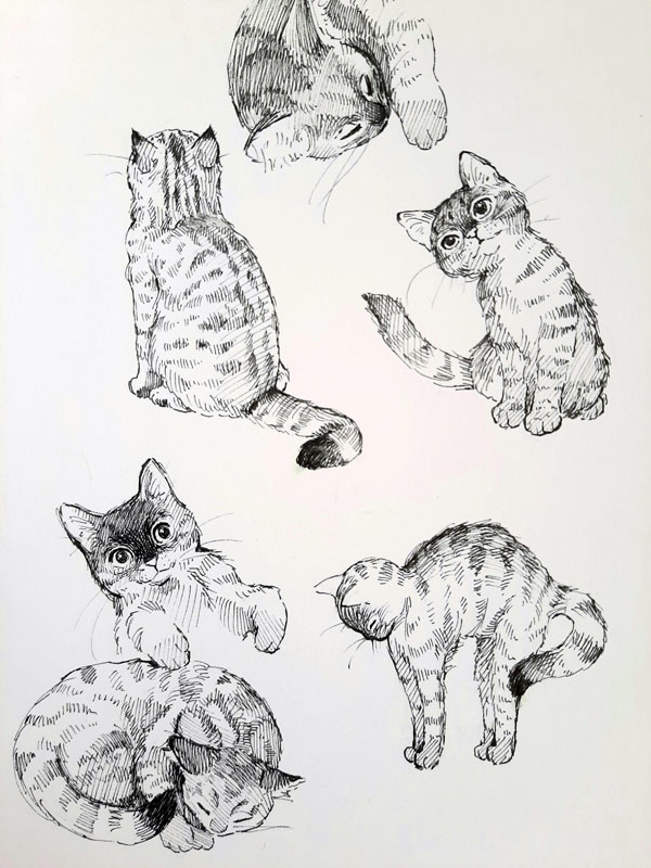 cat sketches art