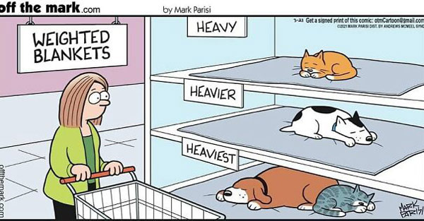 cat blanket comic