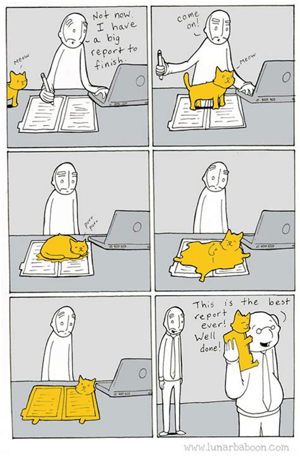 the cat report comic