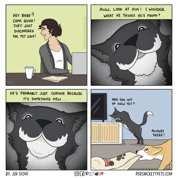 pet-cam cat comic