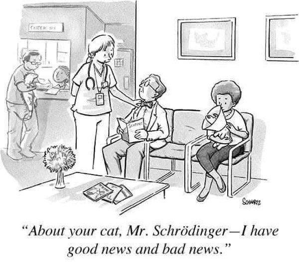 cat vet schrodinger comic